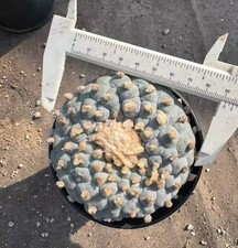 Sale Caci Self Rooted WYSIWYG