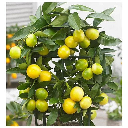 Limequat - , fruit)