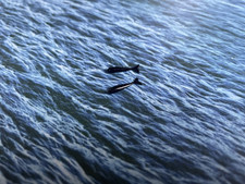 1:1200 1:1250 Waterline Ships Two Sperm Whales (not Triang Minic)