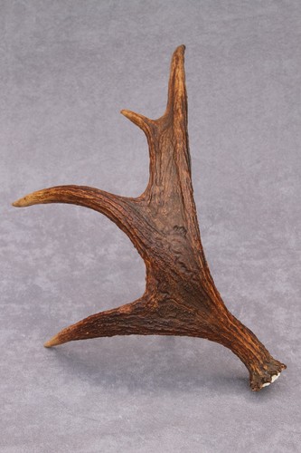 Naturally shed wild moose - shed,