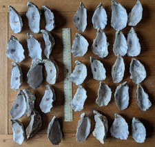 Oyster Shells x 35 - Cup part