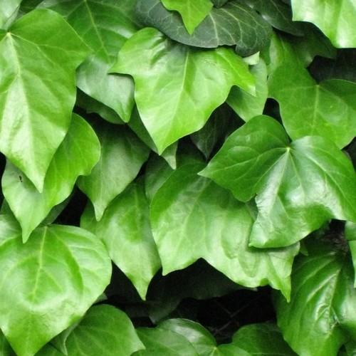 Hedera helix english ivy - helix, plant