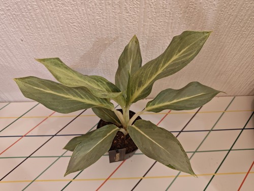 Aglaonema aquatic green 12cm - green,