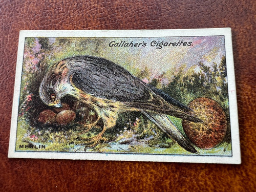 Gallaher birds nests eggs - birds, &