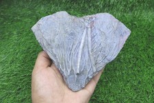 All Natural Silurian Crinoid