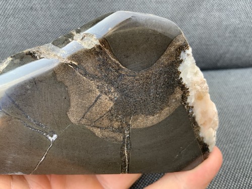 Polished ichthyosaur vertebra - polished,