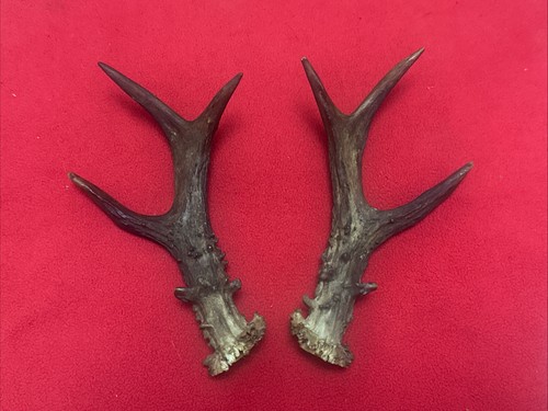 Pair roe deer antlers - of,