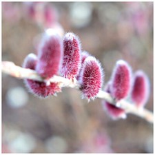 Willow Mount Aso Salix