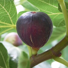 Fig Hardy Fruit Tree Garden