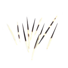 10 African Crested Porcupine