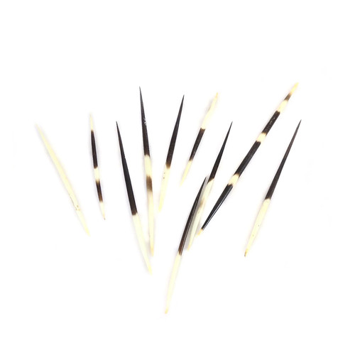 African crested porcupine - 10,