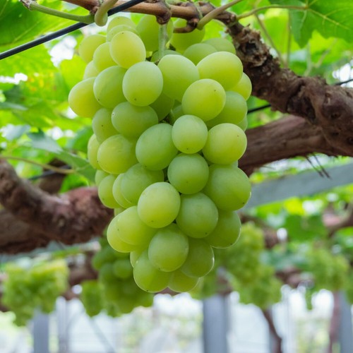Dessert white grape - dessert,