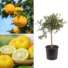 Japanese Tree 70-90cm Yuzu