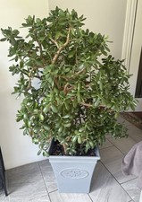 Large Lucky Jade Money Plant