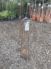 Salix Willow Tree 10L