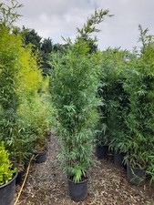 Phyllostachys nigra Bamboo 18L approx 6ft Black Stem Bamboo Potted A* Quality 