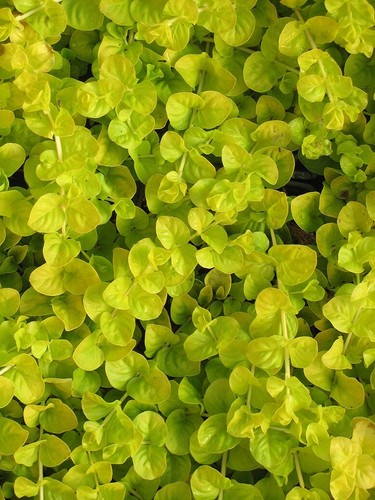 Rooted stems lysimachia - x,