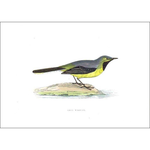 Birds grey wagtail - birds,