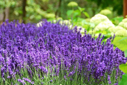 Hidcote lavender plants - hidcote,
