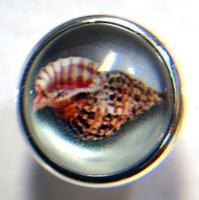 Tulip Shell 3D Beach Jewelpop