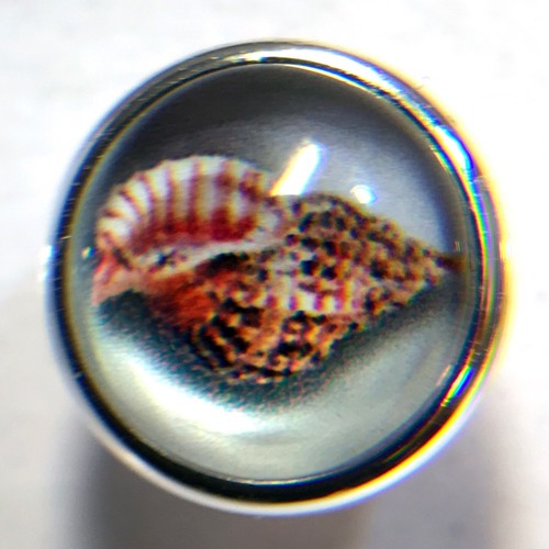 Tulip shell beach jewelpop - beach,
