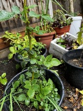 Queen Elizabeth Celebration