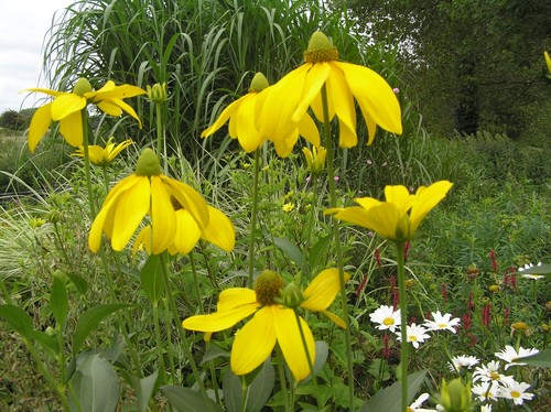 Rudbeckia laciniata
