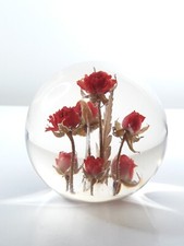 Vintage hippocampus - vintage,