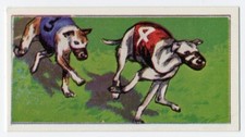 WHIPPET RACING VIMS DOGS AT WORK MOLASSINE 1970 DOG TRADE CARD #6