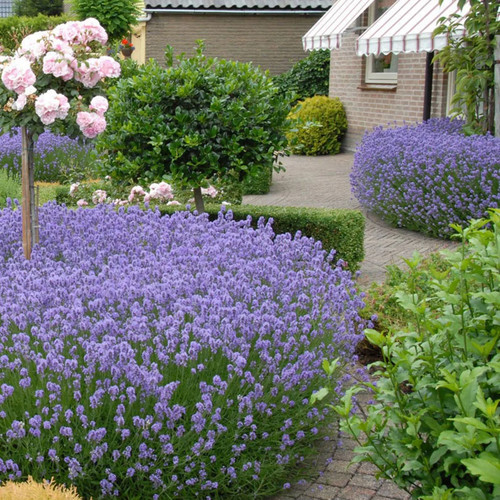Large lavender plants bee - plants, |