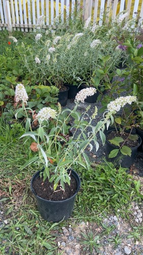 Litre pot large white - -,
