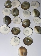 Natural sun shell fossil - natural,
