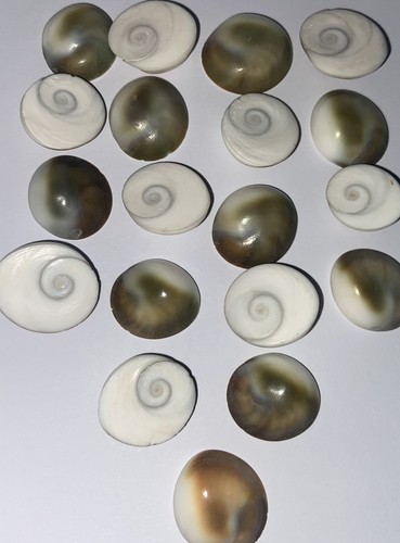 Natural sun shell fossil - sun,