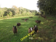 Photo 6x4 Assertive sheep Chub Tor These are Zwartbles. The Zwartbles She c2012