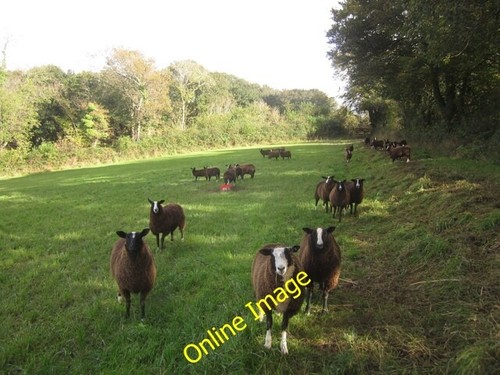 Photo 6x4 assertive sheep chub - 6x4,