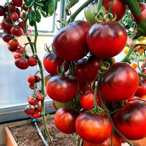 Tomato ethiopian - “, ethiopian”
