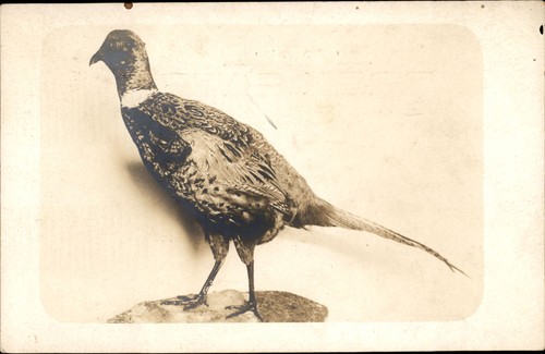 Vintage rppc ring necked - rppc, ring-necked