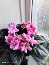 African Violet (Ma’s Melody