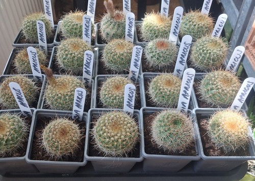 Parodia notocactus cactus - notocactus,