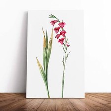 Pink Gladiolus Flowers