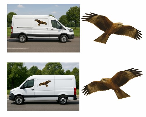 Black kite flight pair - in, flight,