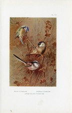 Blue Tit Marsh Tit Long Tailed Tit Titmouse Old Antique 1925 Thorburn Bird Print