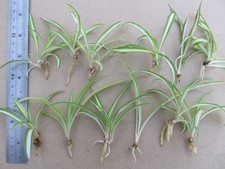 12 x BABY SPIDER PLANTS