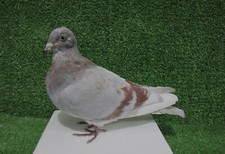 Ash Red Barred Wing Pigeon