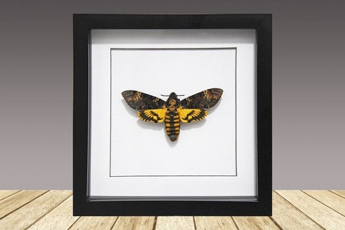 Deaths head hawk moth - moth,, framed