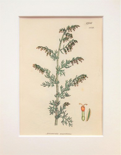 Sea wormwood sowerby - sea,
