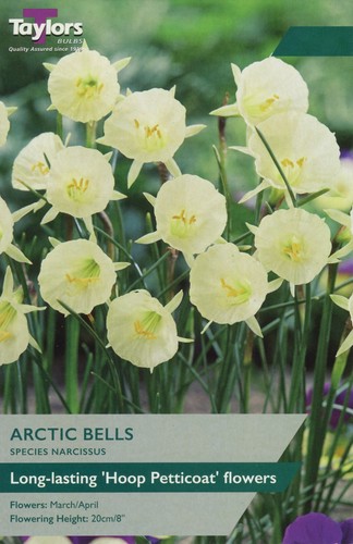 Narcissus arctic bells - 'arctic, bells'.