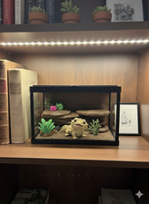 Miniature bearded dragon - bearded,