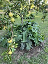 Comfrey plants bocking - 4, x