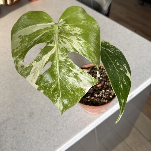 Monstera deliciosa albo - monstera,
